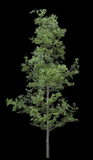 drzewa png - TH_036BP.PNG