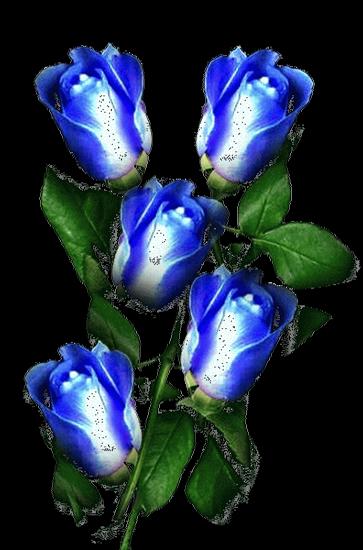 GIFY - niebieskie róże7.gif