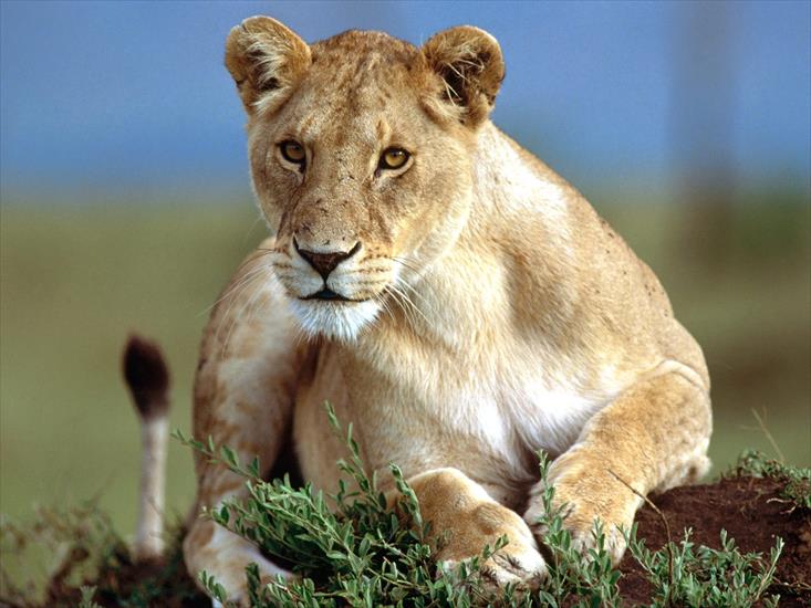 Lwy - predatory stare, lioness.jpg