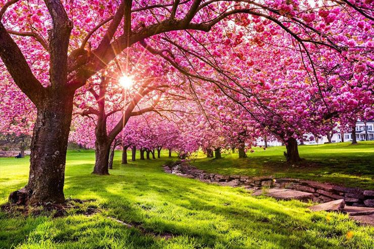 wiosna - spring_trees.jpg