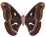 Motyle - 7.gif