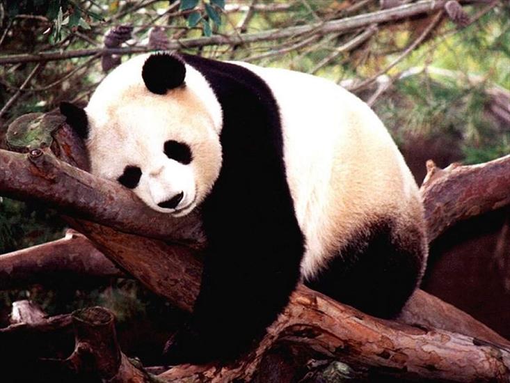 pandy - Panda.jpg