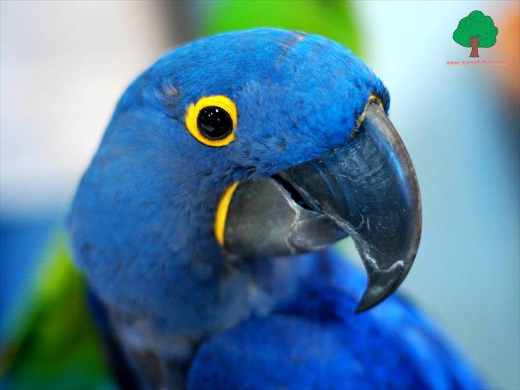 Piękne papużki - Parrots - 61.jpg