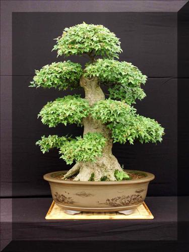 Drzewka Bonsai - 1.jpg