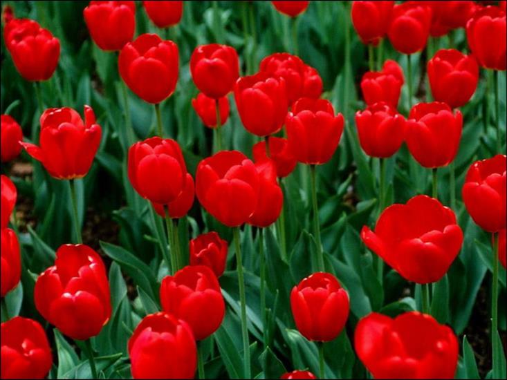 Tulipany - 14q.jpg