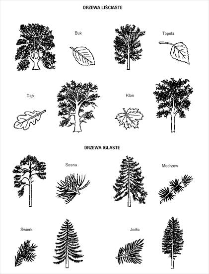 biologia-przyroda - drzewa.bmp