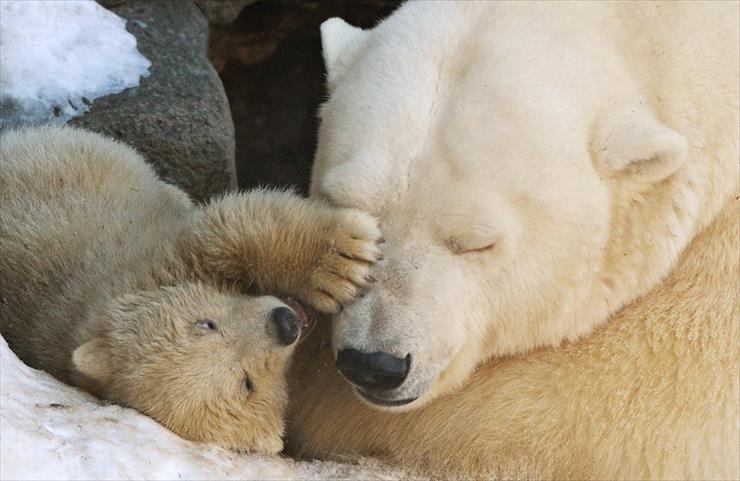 Przerażające Zdjęcia - 00-polar-bear-cubs-moscow-zoopark-04-russia-26-02-15.jpg