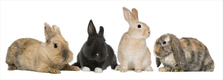 Rabbits and Hares - 3.jpg
