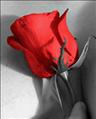 Kocham róże - Thumbnail.aspx.jpg