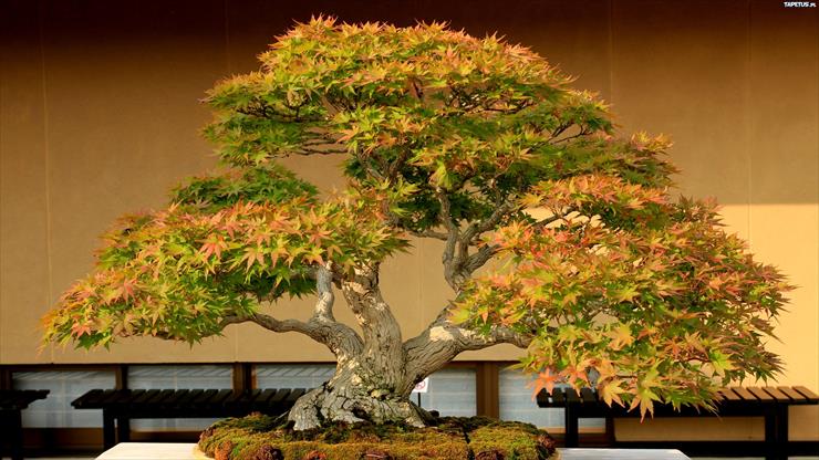 Drzewka Bonsai - 247215_drzewko-bonsai-miniatura-klonu.jpg